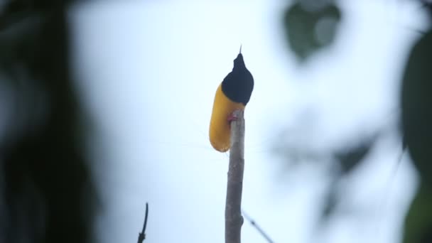 Pássaro do paraíso com doze fios (Seleucidis melanoleucus) em Papua Nova Guiena — Vídeo de Stock