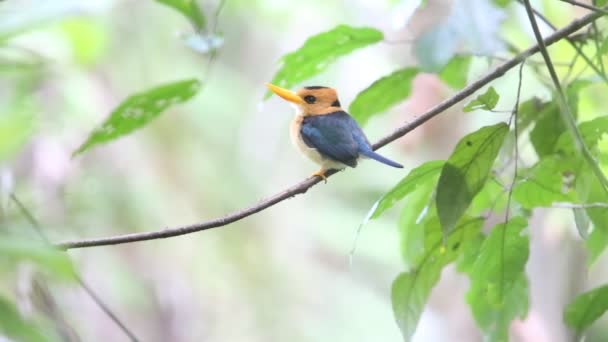 在巴布亚新几内亚的黄嘴翠鸟 (华毅司马托罗托罗) — 图库视频影像
