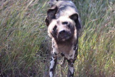 Afrika vahşi köpeği (Lycaon pictus), ayrıca boyalı köpek ve Cape av köpeği olarak da bilinir..