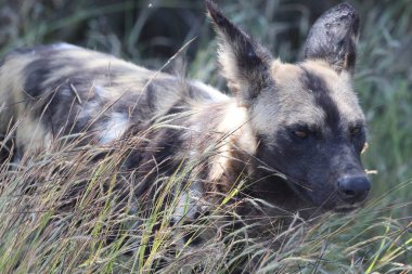 Afrika vahşi köpeği (Lycaon pictus), ayrıca boyalı köpek ve Cape av köpeği olarak da bilinir..