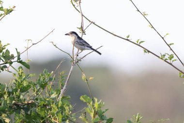 Siyah sırtlı puffback (Dryoscopus Cubla), Malaconotidae familyasından bir kuş türü. Bu fotoğraf Güney Afrika 'daki Kurger Ulusal Parkı' nda çekildi..