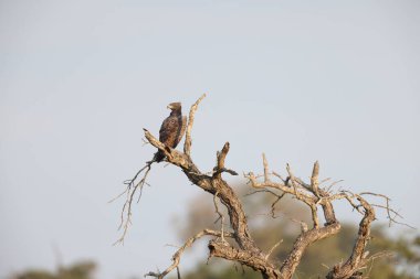 Martial Eagle (Polemaetus bellicosus) Güney Afrika 'daki Kruger Ulusal Parkı' nda siyah kanatlı uçurtmayla (Elanus caeruleus caeruleus) savaşıyor..