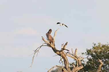 Martial Eagle (Polemaetus bellicosus) Güney Afrika 'daki Kruger Ulusal Parkı' nda siyah kanatlı uçurtmayla (Elanus caeruleus caeruleus) savaşıyor..
