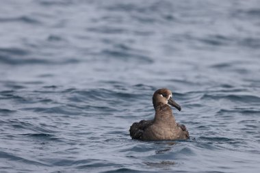 Siyah ayaklı albatros (Phoebastria nigripes), albatros familyasından Kuzey Pasifik 'te yaşayan büyük bir deniz kuşudur. Bu fotoğraf Japonya 'da çekildi..