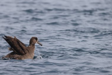Siyah ayaklı albatros (Phoebastria nigripes), albatros familyasından Kuzey Pasifik 'te yaşayan büyük bir deniz kuşudur. Bu fotoğraf Japonya 'da çekildi..