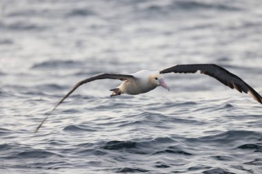 Kısa kuyruklu albatros ya da Steller albatrosu (Phoebastria albatrus), Kuzey Pasifik 'te yaşayan ender bulunan bir deniz kuşudur. Bu albatros Senkaku adası türüdür..