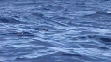 Wilson fırtına kuşu (