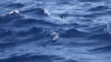 Wilson fırtına kuşu (