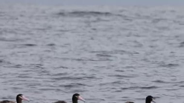 Kısa kuyruklu albatros ya da Steller albatrosu (Phoebastria albatrus), Kuzey Pasifik 'te yaşayan ender bulunan bir deniz kuşudur..