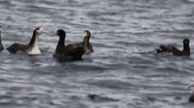 Kısa kuyruklu albatros ya da Steller albatrosu (Phoebastria albatrus), Kuzey Pasifik 'te yaşayan ender bulunan bir deniz kuşudur..