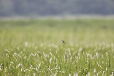 Japon sazlık kiraz kuşu (