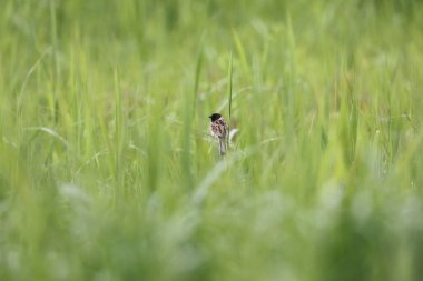 Japon sazlık kiraz kuşu (