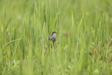 Bataklık çim kuşu (