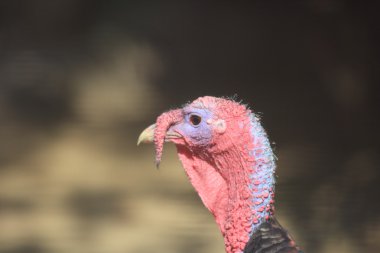 Wild turkey (destek gallopavo) erkek yakın çekim