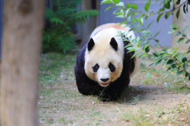 dev panda (ailuropoda melanoleuca)