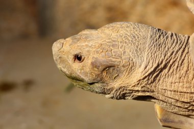 Afrika mahmuzlu kaplumbağası (Geochelone sulcata)