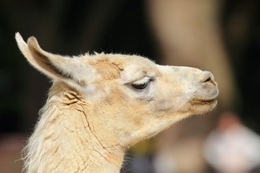 Lama (Lama glama) yakından