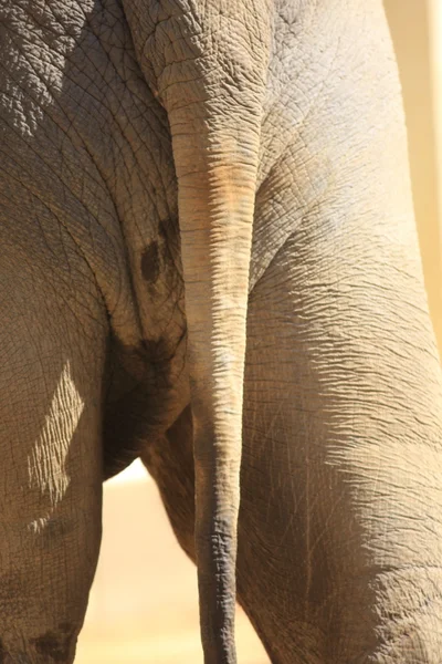 Indian elephant (Elephas maximus indicus) — Stock Photo, Image