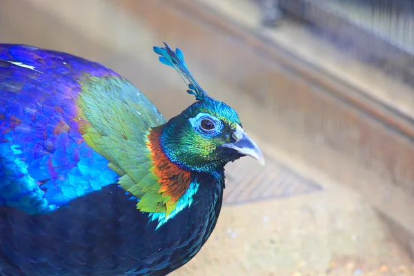 Himalayan Monal (Lophophorus impejanus) mężczyzna — Zdjęcie stockowe