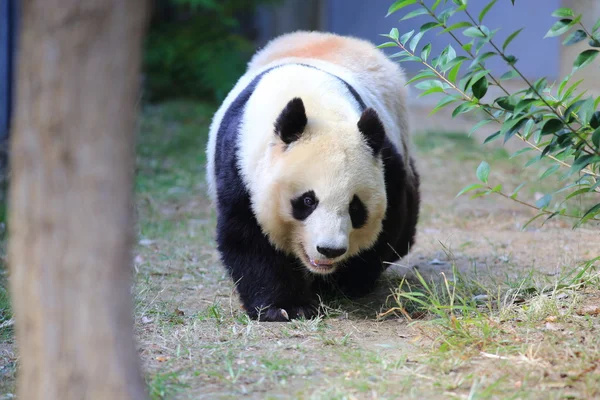 Panda raksasa (Ailuropoda melanoleuca ) — Stok Foto