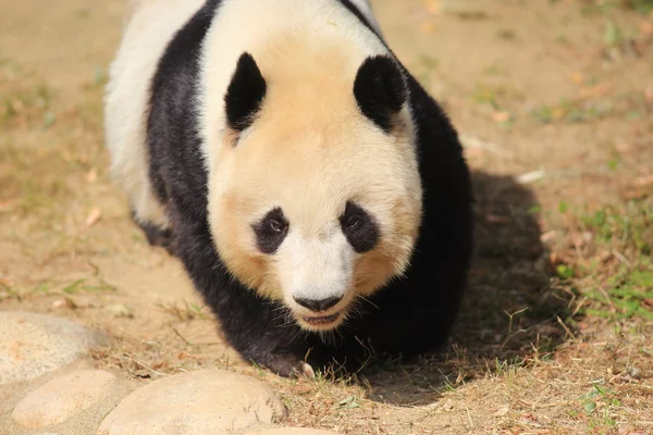 Panda gigant (Ailuropoda melanoleuca ) — Fotografie, imagine de stoc