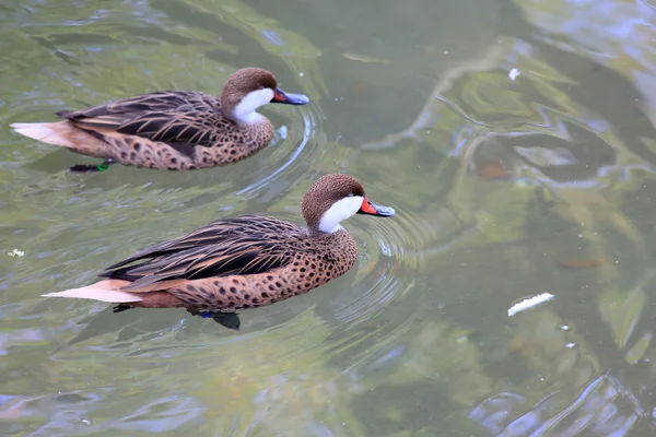 Weißwangenfledermaus (anas bahamensis)) — Stockfoto