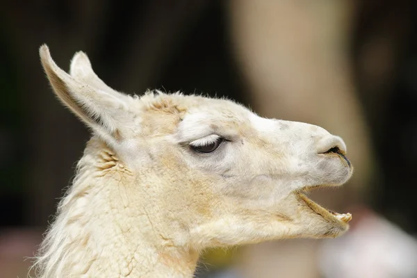 Lama (lama glama) aus nächster Nähe — Stockfoto