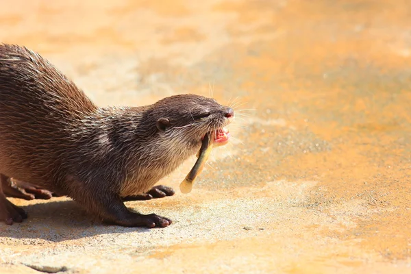 Lontra asiatica dagli artigli corti (Aonyx cinerea ) — Foto Stock