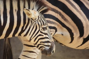 Düz Zebra (Equus quagga)