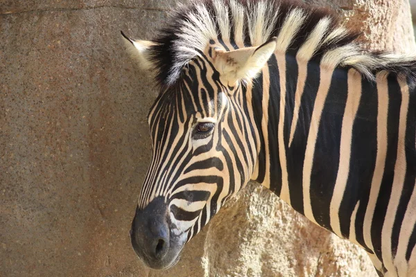 Flachzebra (Equus quagga)) — Stockfoto