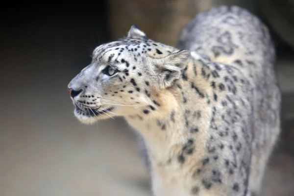 Leopardo da neve (Panthera uncia) — Fotografia de Stock