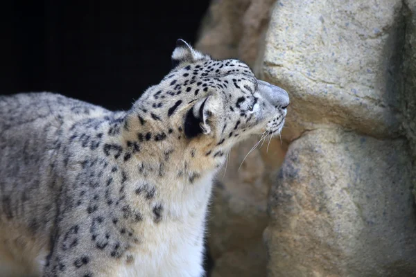 Leopardo de la nieve (Panthera uncia) — Foto de Stock