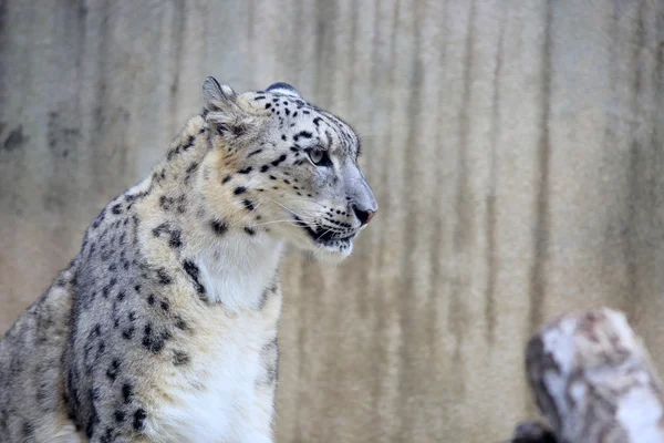 Leopard de zăpadă (Panthera uncia ) — Fotografie, imagine de stoc