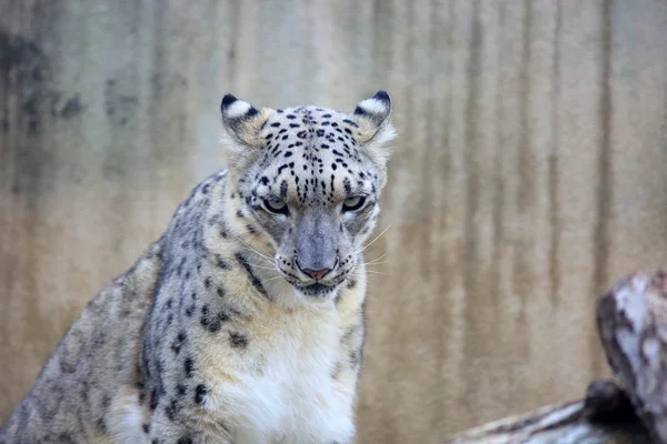 Leopardo da neve (Panthera uncia) — Fotografia de Stock