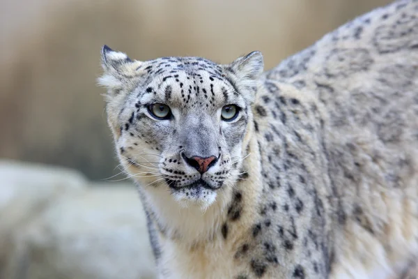 Kar leoparı (Panthera uncia) — Stok fotoğraf