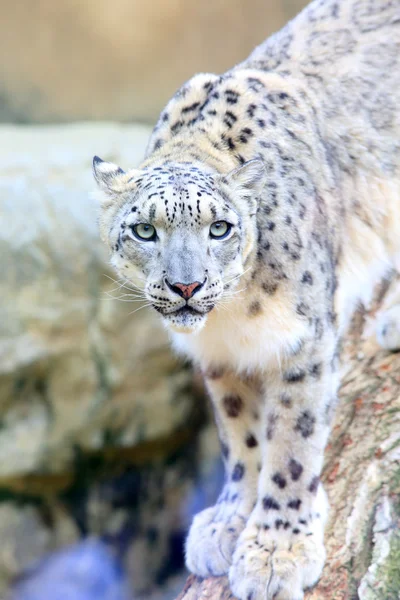 Sneeuwluipaard (Panthera uncia)) — Stockfoto