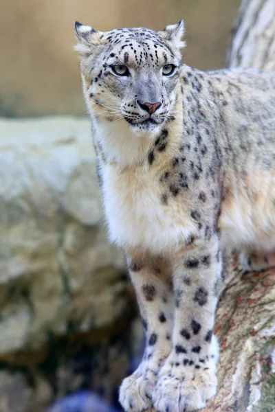 Leopardo da neve (Panthera uncia) — Fotografia de Stock