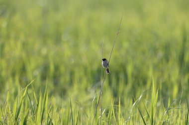 Japon sazlık kiraz kuşu (