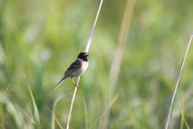 Japon sazlık kiraz kuşu (