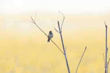 Kestane renkli kiraz kuşu (