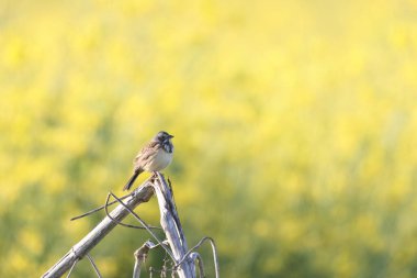 Kestane renkli kiraz kuşu (