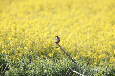 Kestane renkli kiraz kuşu (