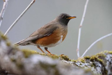 Kahverengi başlı ardıç kuşu (Turdus chrysolaus chrysolaus), Turdidae familyasından bir kuş türü. Bu fotoğraf Japonya 'da çekildi..