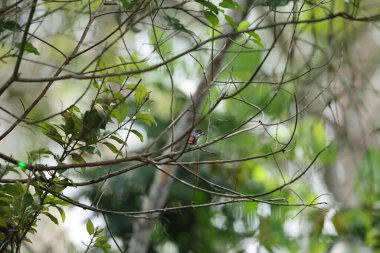 Kırmızı popolu teneke kuş (