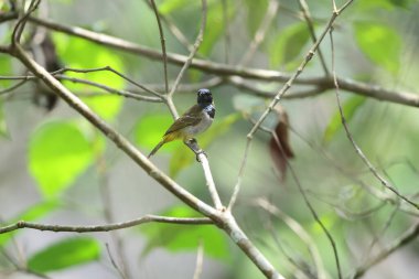 Reichenbach 'ın güneş kuşu (Anabathmis reichenbachii), Nectariniidae familyasından bir kuş türü. Bu fotoğraf Ankasa Ulusal Parkı, Gana 'da çekildi..