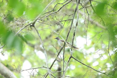 Bataklık palmiyesi (