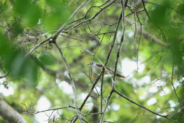 Bataklık palmiyesi (