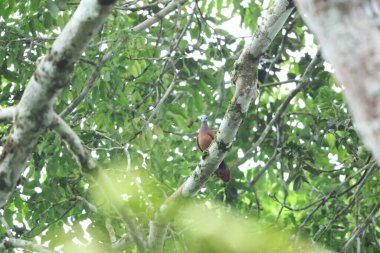 Ankasa Ulusal Parkı 'ndaki mavi başlı güvercin (Turtur brehmeri)