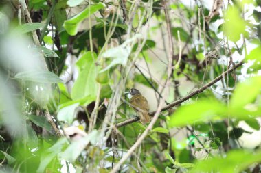 Kırmızı kuyruklu yeşil kuyruklu (