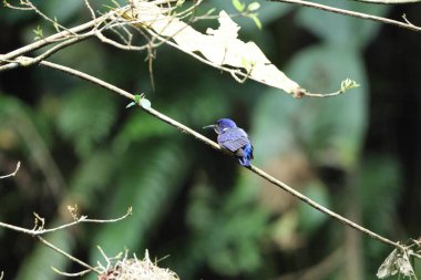 Parlak mavi balıkçı (Alcedo quadribrachys quadribrachys), Alcedinidae familyasından bir kuş türü. Bu fotoğraf Ankasa Ulusal Parkı, Gana 'da çekildi..